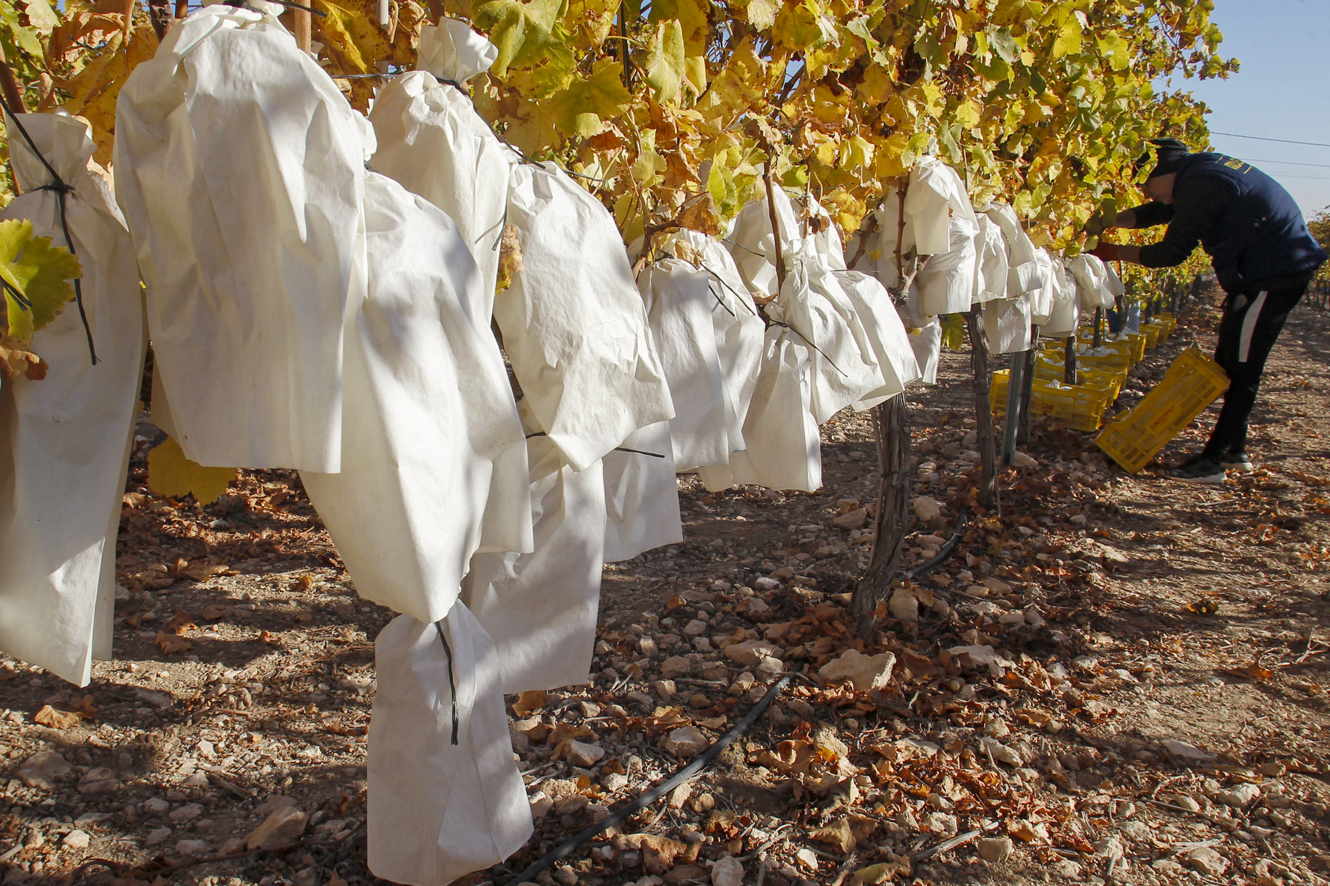 Las uvas de la suerte ya están listas