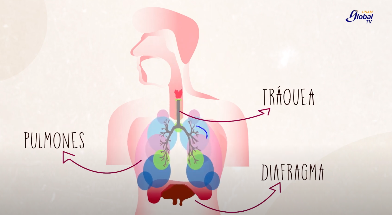 ¿Por qué nos da hipo?