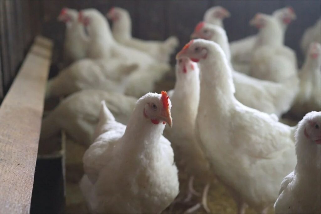 gripe influenza aviar AH5N1