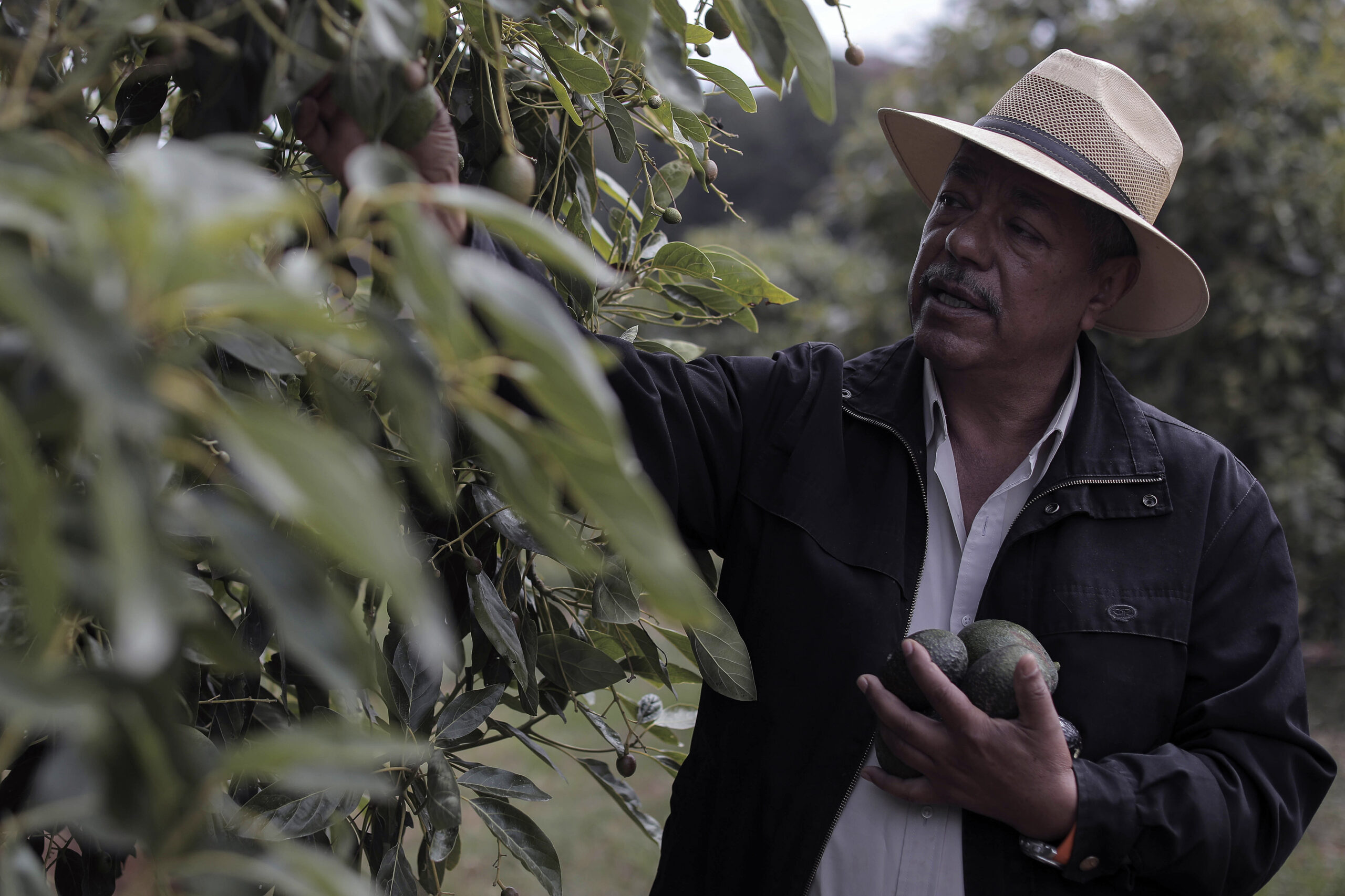 Aguacate de Michoacán, al límite por el apetito voraz de Estados Unidos