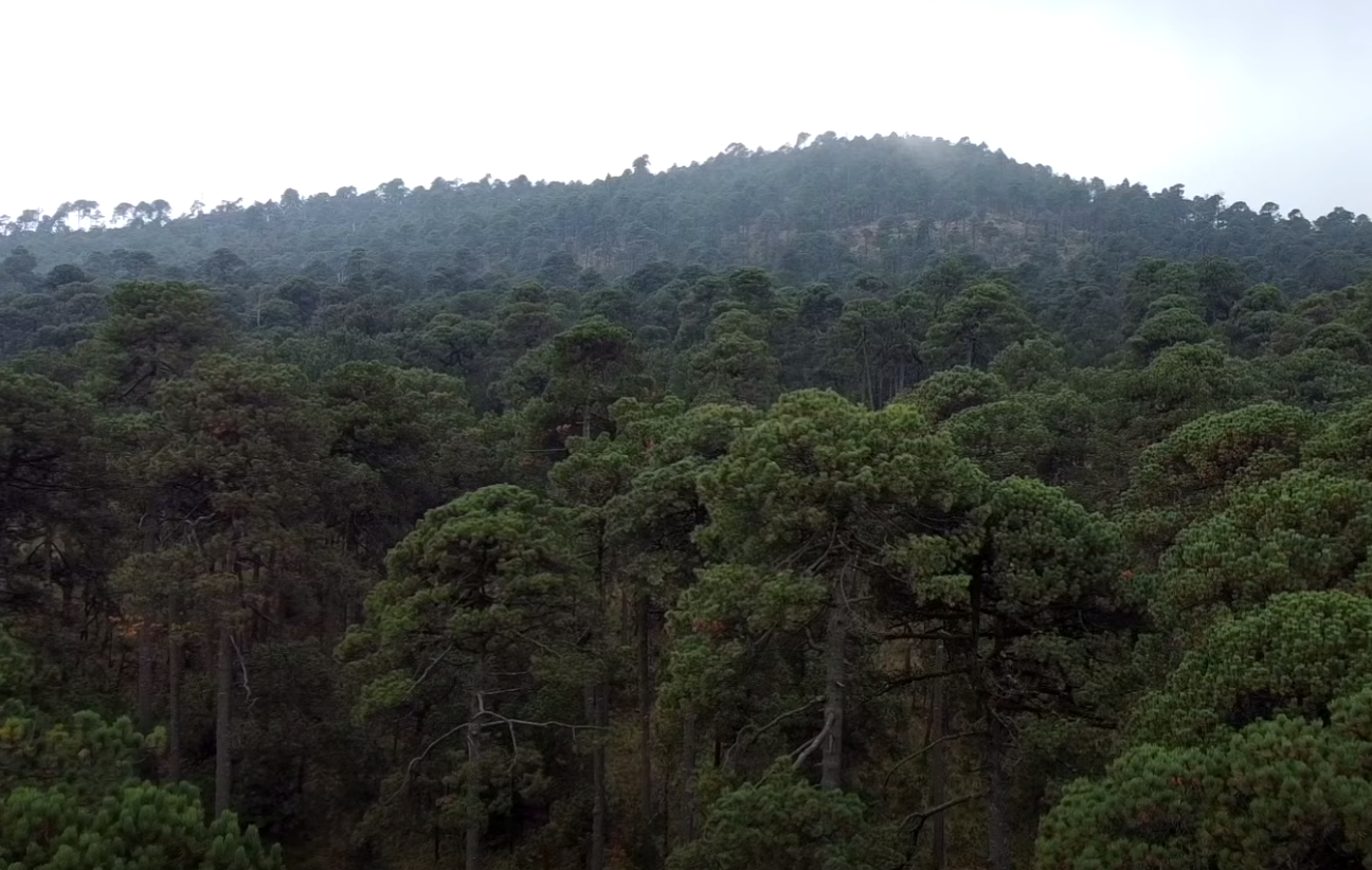 Los guardianes del bosque de Oyameles