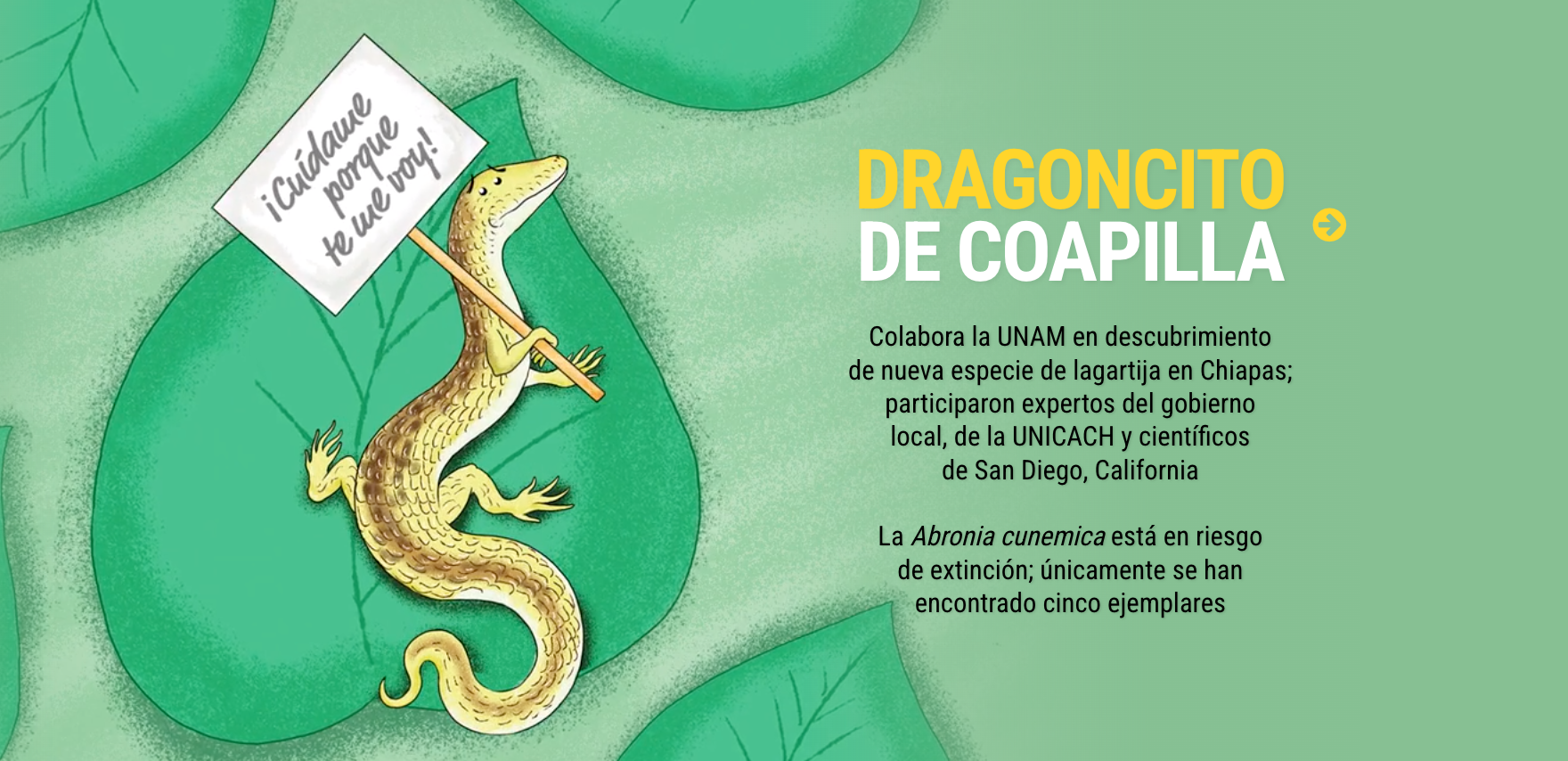 Gaceta UNAM: Dragoncito de Coapilla Gaceta UNAM: Dragoncito de Coapilla