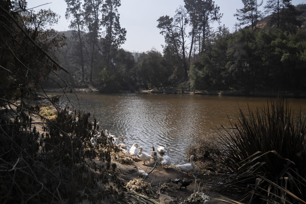 Los árboles que sobrevivieron a Hiroshima, y ahora al fuego en Viña del Mar - los-arboles-que-sobrevivieron-a-hiroshima-y-ahora-al-fuego-en-vina-del-mar-2-1024x683