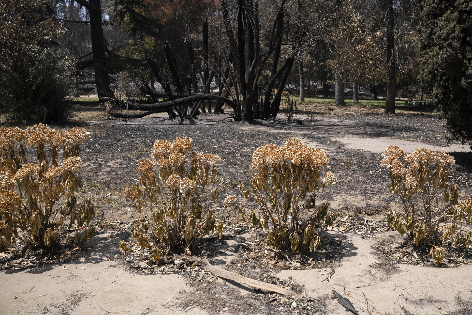 Los árboles que sobrevivieron a Hiroshima, y ahora al fuego en Viña del Mar