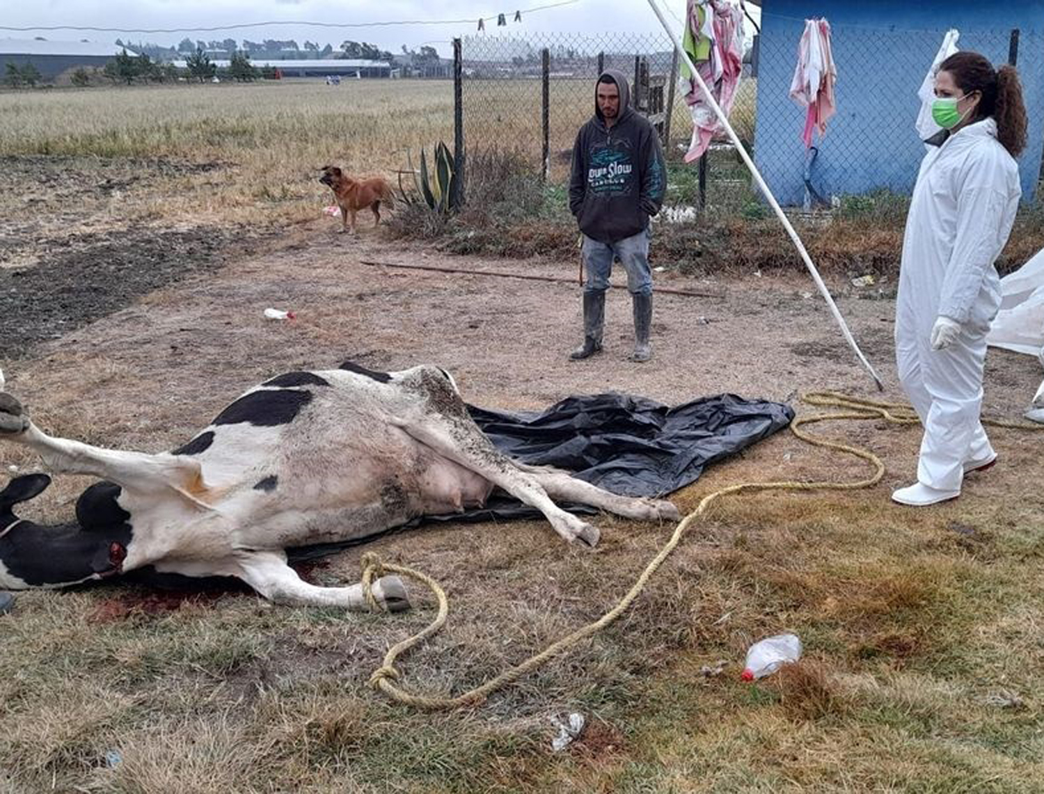Agricultura investiga muerte atípica de 57 bovinos en Tulancingo