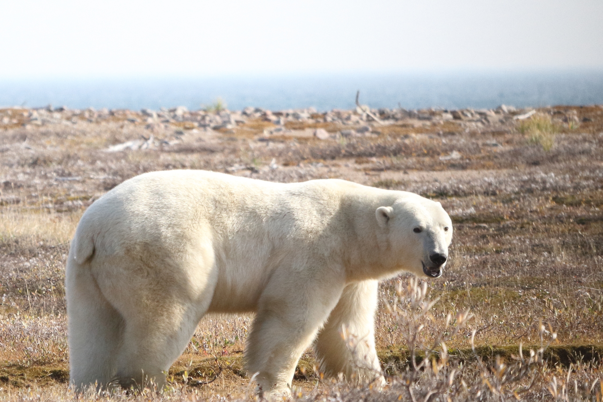 Estudio alerta sobre el riesgo de los osos polares de morir de inanición si el verano ártico se alarga Estudio alerta sobre el riesgo de los osos polares de morir de inanición si el verano ártico se alarga