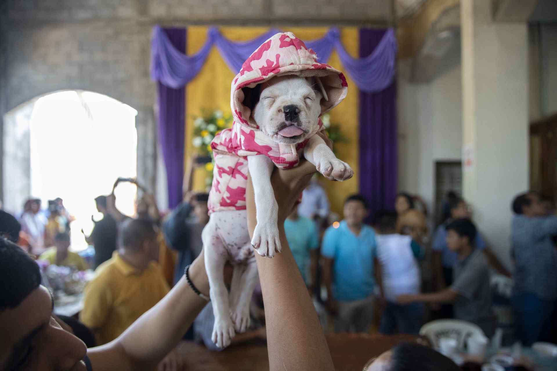Bendicen a perros disfrazados en iglesia de Nicaragua