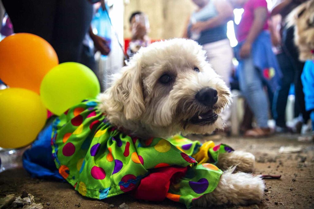 Bendicen a perros disfrazados en iglesia de Nicaragua - bendicen-a-perros-disfrazados-en-iglesia-de-nicaragua-3-1024x683