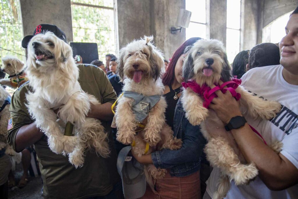 Bendicen a perros disfrazados en iglesia de Nicaragua - bendicen-a-perros-disfrazados-en-iglesia-de-nicaragua-4-1024x683