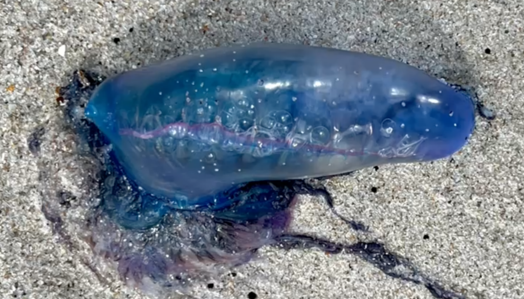 Es venenoso, no tiene cerebro y navega sin rumbo preciso - captura-de-pantalla-2024-03-03-a-las-00706-1024x585