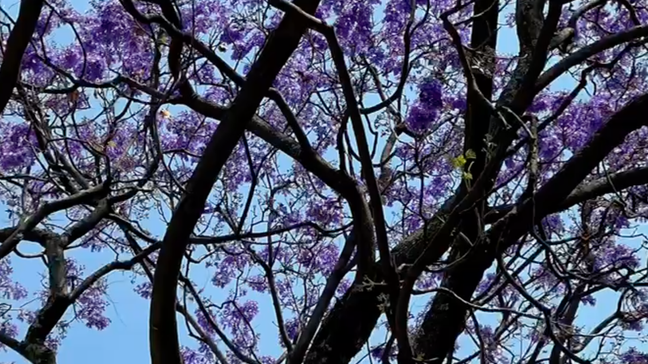 Las jacarandas y la primavera en Ciudad de México