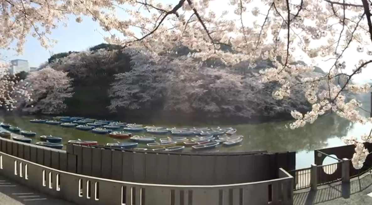 Los hermosos cerezos en flor durante la primavera en Japón