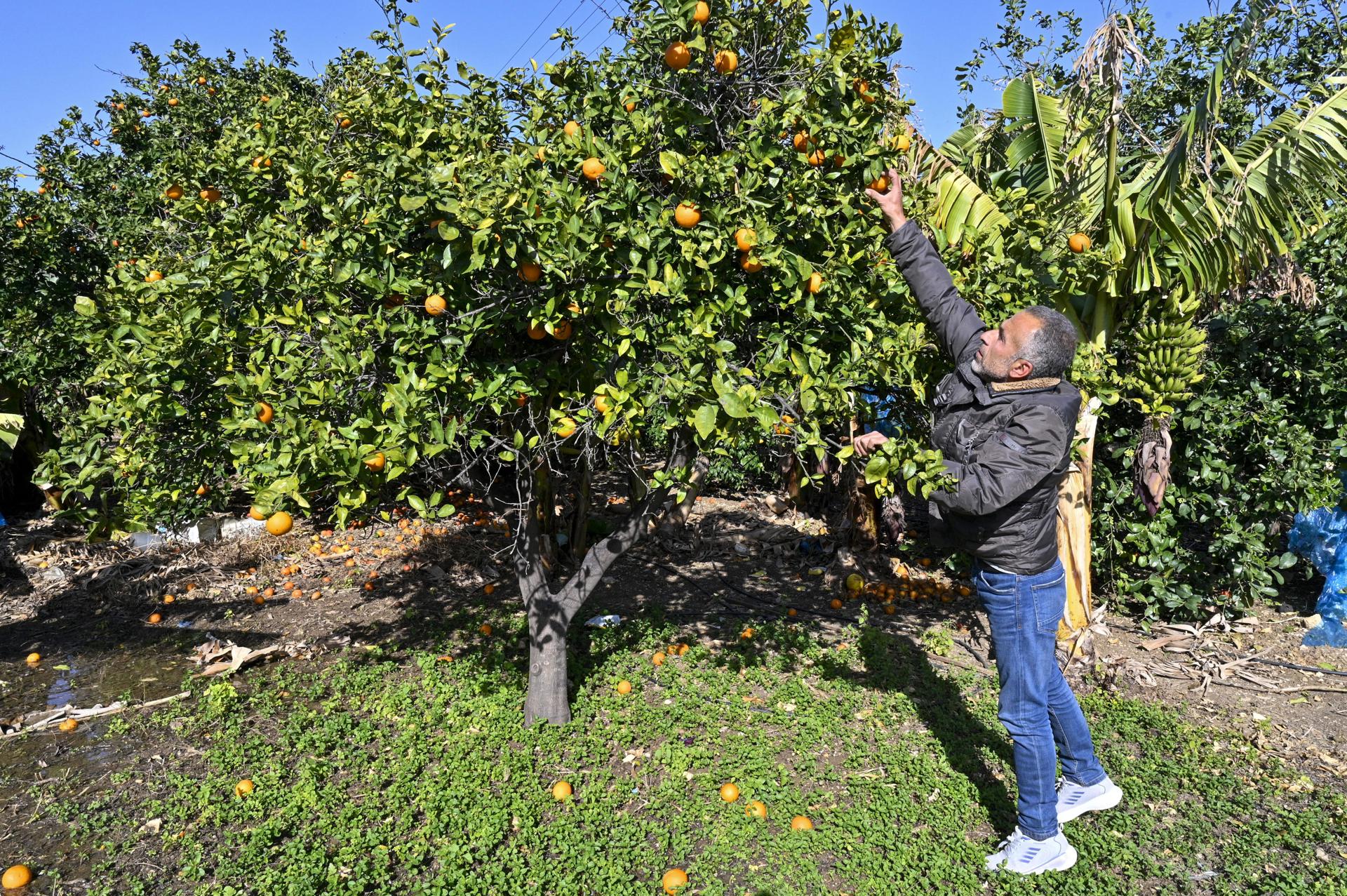 El conflicto ha robado el medio de vida a miles y miles de agricultores del sur del Líbano El conflicto ha robado el medio de vida a miles y miles de agricultores del sur del Líbano