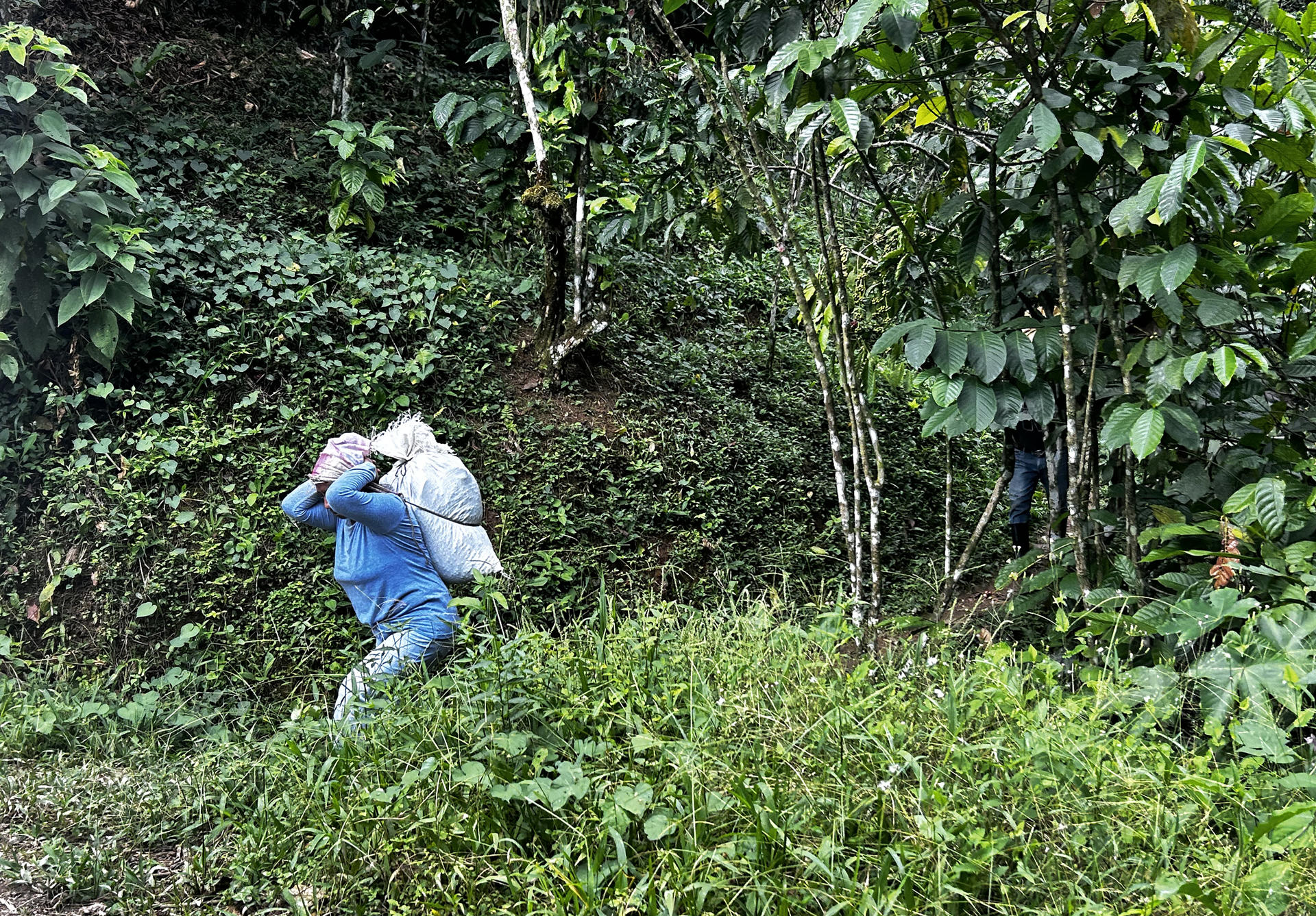 Jornaleros migrantes bajan 80 % en la frontera sur de México ante crimen y sequía