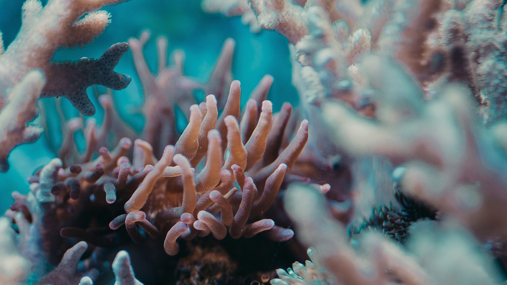 Océanos sufren un blanqueo masivo de los corales a nivel global, según NOAA Océanos sufren un blanqueo masivo de los corales a nivel global, según NOAA