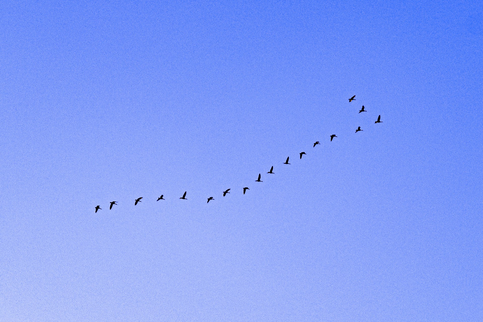 OMS advierte que el cambio climático influye en la expansión de la gripe aviar