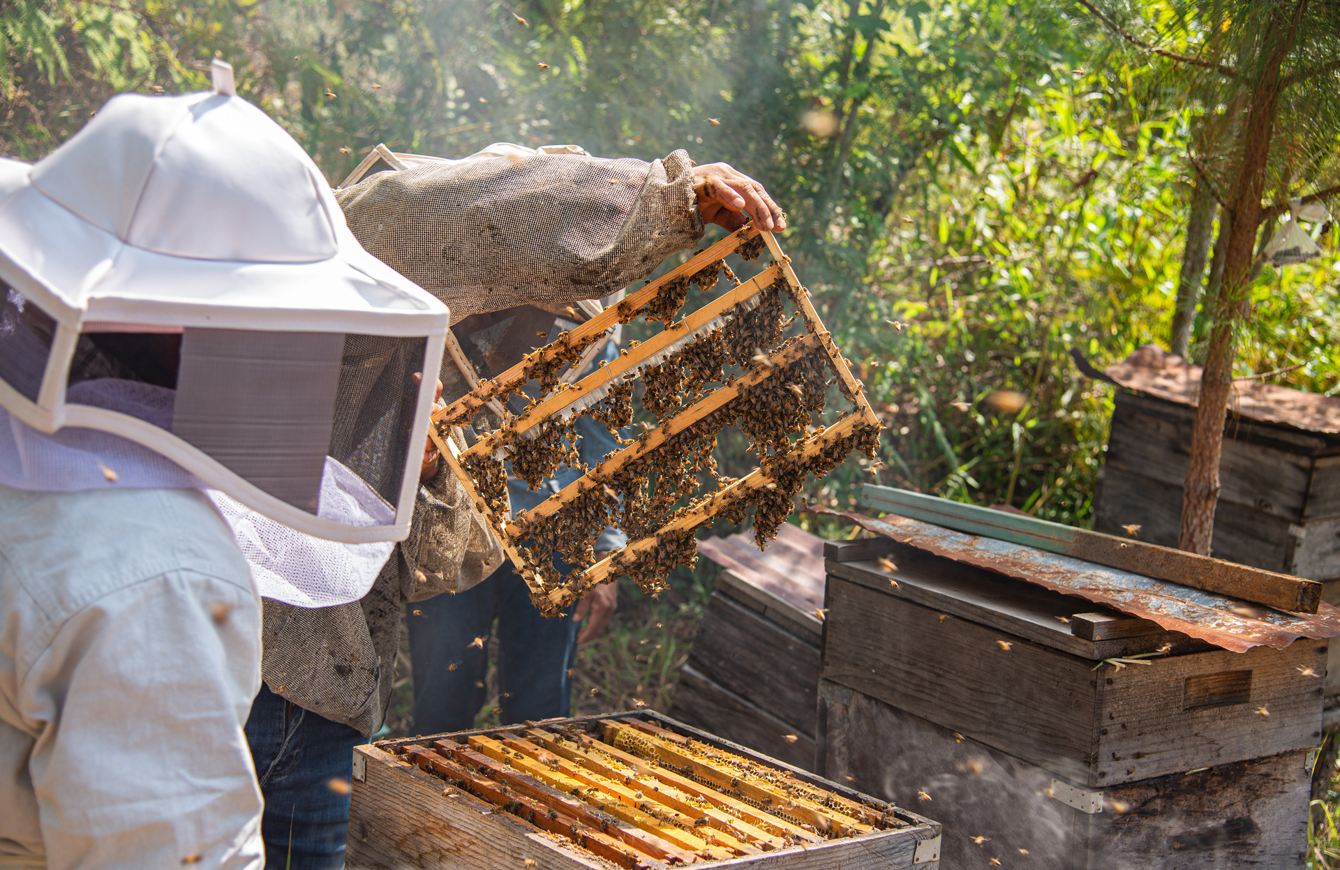 Mujeres indígenas luchan contra la crisis climática y salvan las abejas en el sureste de México Mujeres indígenas luchan contra la crisis climática y salvan las abejas en el sureste de México