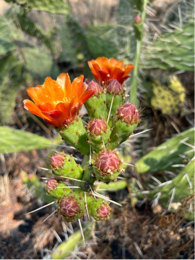 La Ruta de la amistad - ruta8-768x1024