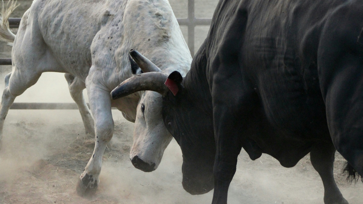 Las fiestas de los toros ensogaos de San Marcos baten récord con 212 reses Las fiestas de los toros ensogaos de San Marcos baten récord con 212 reses