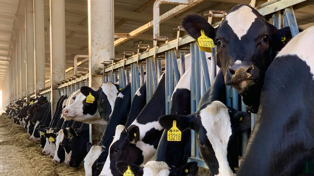 OMS alerta que brotes de gripe aviar en ganado vacuno de EE.UU. se triplicaron en un mes