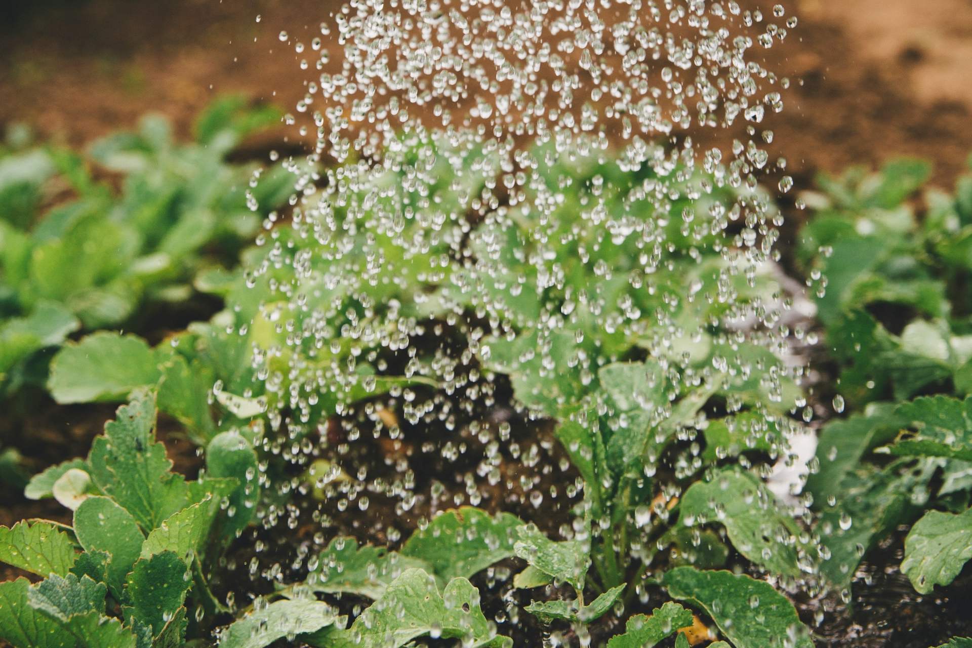 Si no enfrentamos tema del agua en el campo mexicano, estaremos de rodillas en 10 años: Julio Berdegué