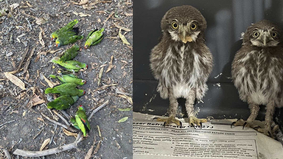 Golpe de calor afecta a decenas de aves en la Huasteca Potosina Golpe de calor afecta a decenas de aves en la Huasteca Potosina