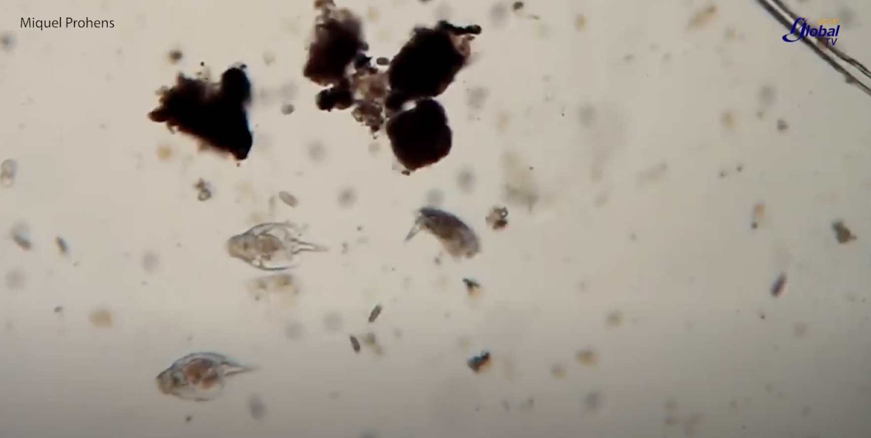 Identifican salmonela resistente a antibióticos en Norteamérica Identifican salmonela resistente a antibióticos en Norteamérica