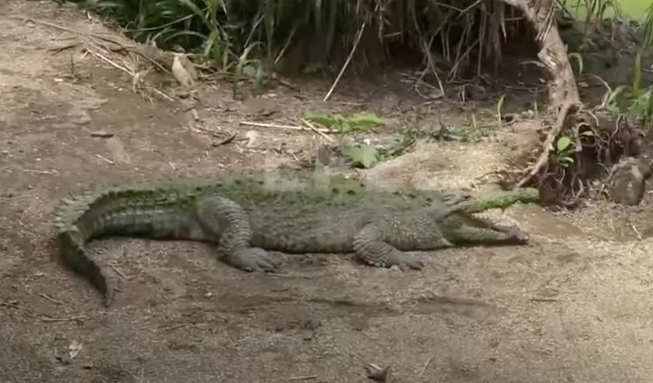 Costa Rica cierra zoológicos estatales para priorizar la conservación de vida silvestre Costa Rica cierra zoológicos estatales para priorizar la conservación de vida silvestre