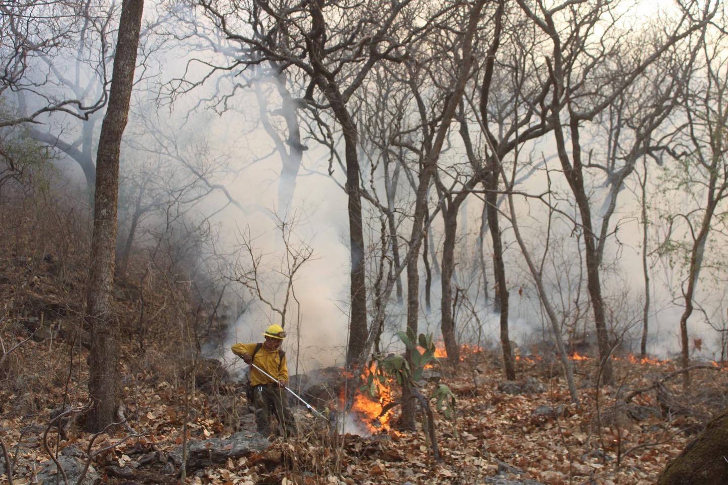 Combaten incendio en Reserva de biosfera en Morelos; suman 500 hectáreas siniestradas