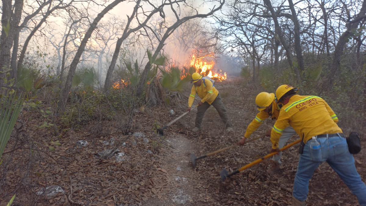 Oaxaca registra 24 incendios forestales activos Oaxaca registra 24 incendios forestales activos