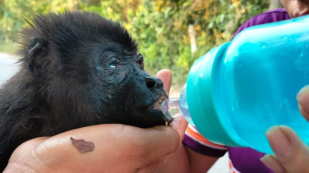 Suman más de 100 monos aulladores muertos en Comalcalco por el calor Suman más de 100 monos aulladores muertos en Comalcalco por el calor