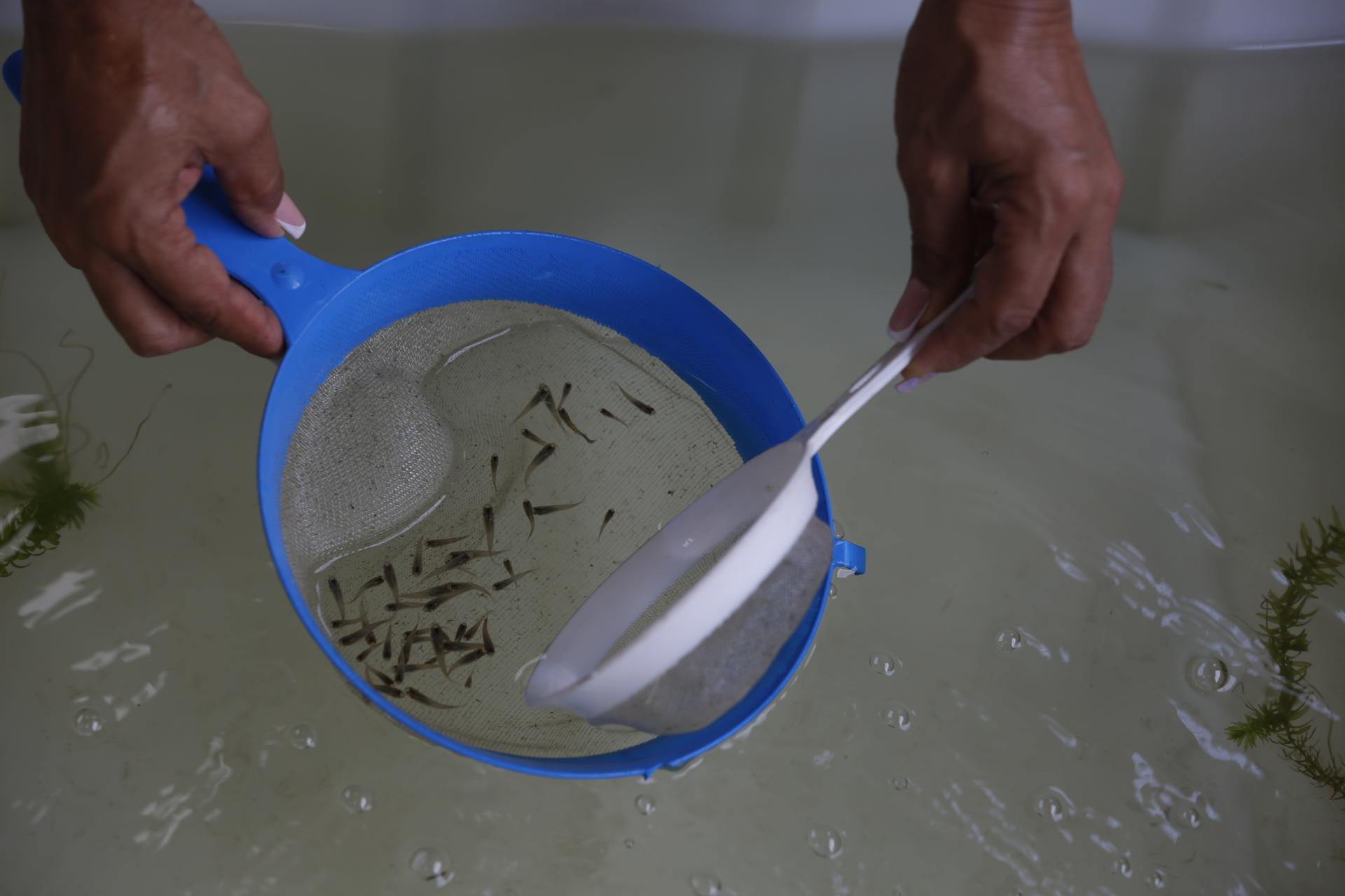 El “ejército” de peces guppy con el que combate el dengue en Colombia El “ejército” de peces guppy con el que combate el dengue en Colombia