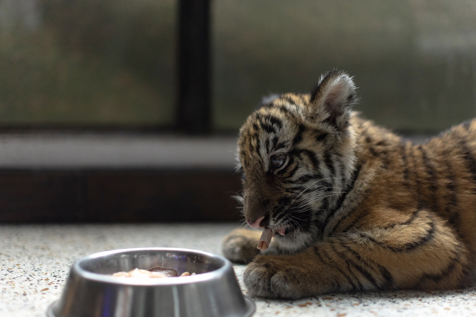 Rescatan a una tigresa de bengala en las afueras de Ciudad de Guatemala Rescatan a una tigresa de bengala en las afueras de Ciudad de Guatemala