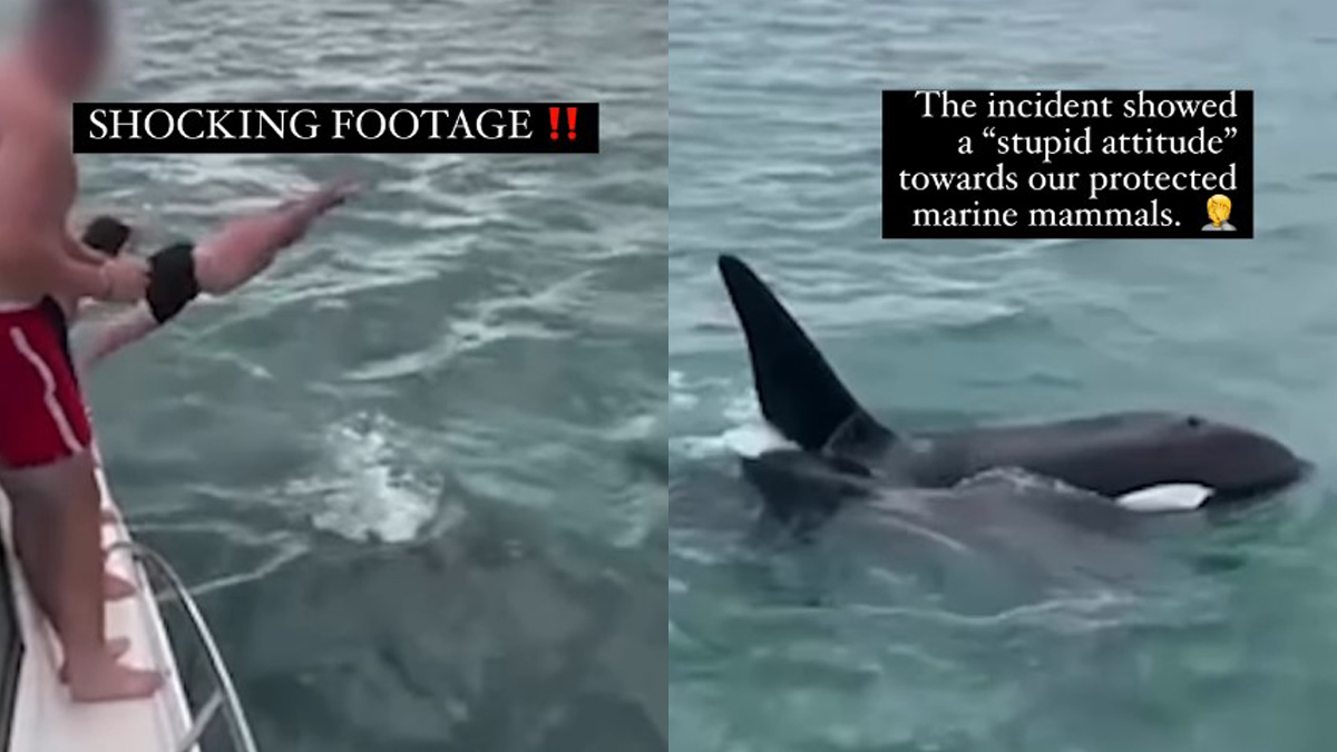#Video Hombre salta de barco para nadar con una orca; fue multado por acoso animal #Video Hombre salta de barco para nadar con una orca; fue multado por acoso animal