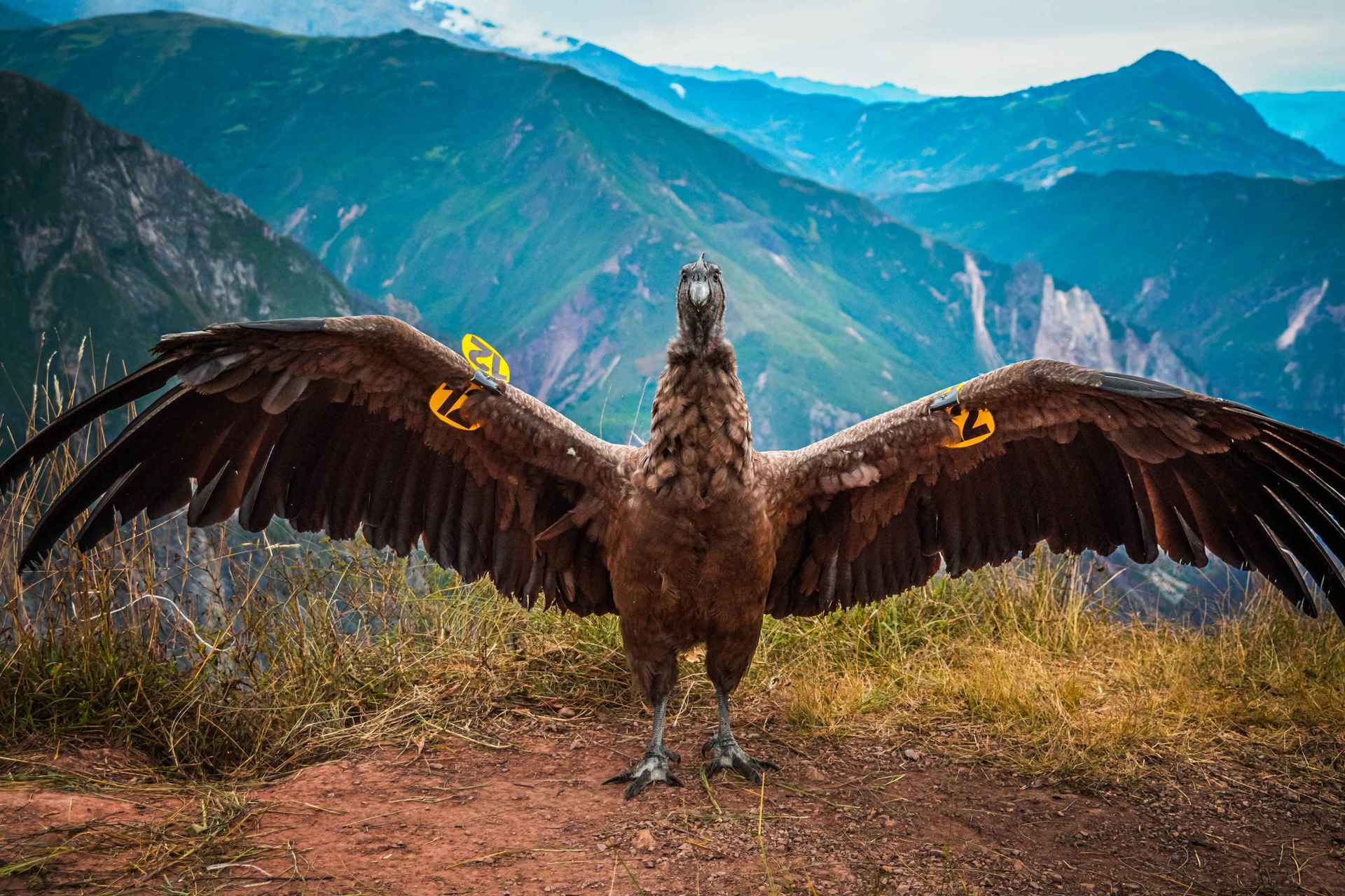 Un cóndor es liberado en los Andes peruanos tras haber sido encontrado intoxicado Un cóndor es liberado en los Andes peruanos tras haber sido encontrado intoxicado