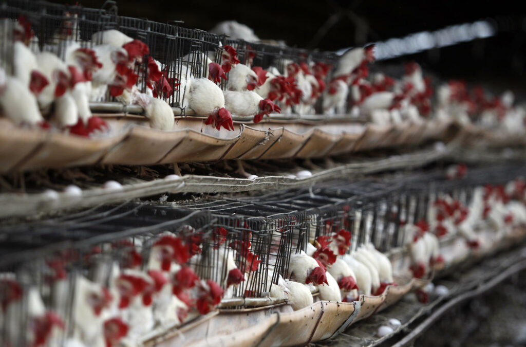 Detectan gripe aviar en aguas residuales de Houston, sin reporte de casos humanos