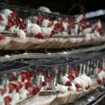 Detectan gripe aviar en aguas residuales de Houston, sin reporte de casos humanos