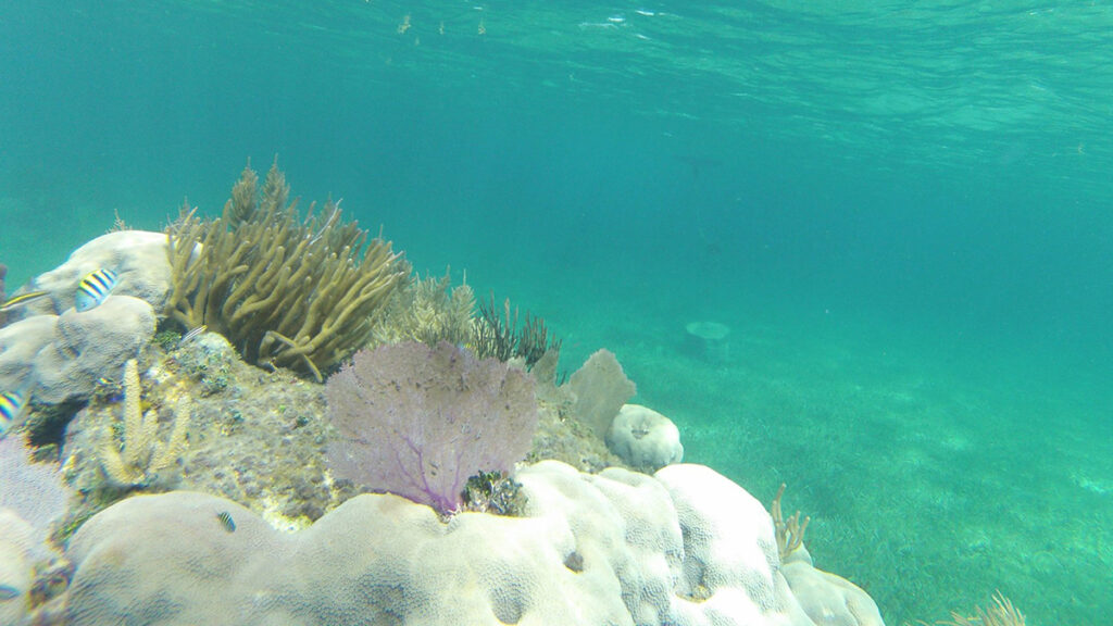 Alertan muerte masiva de corales en México por altas temperaturas