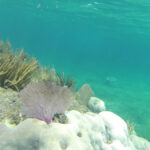 Alertan muerte masiva de corales en México por altas temperaturas