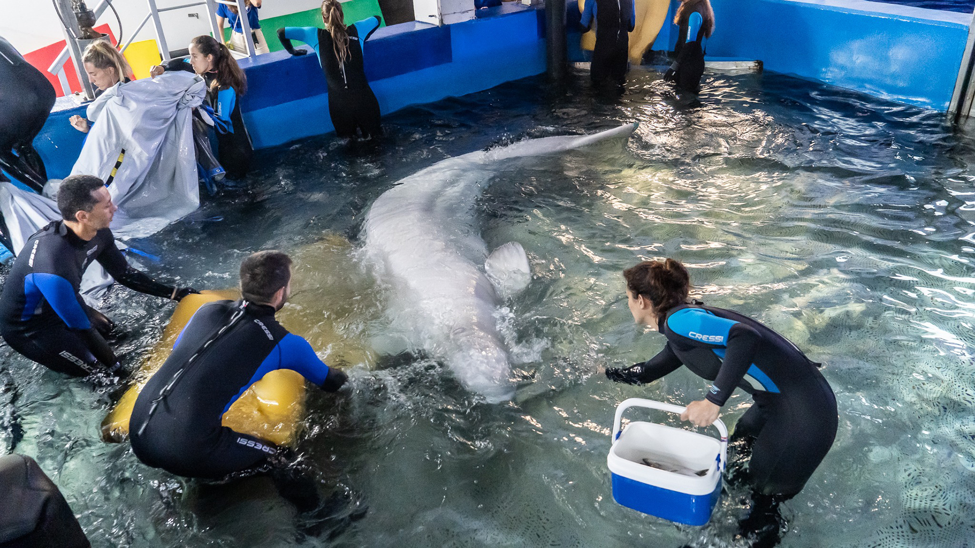Rescatan con éxito a dos belugas de acuario de Ucrania y las trasladan a Valencia