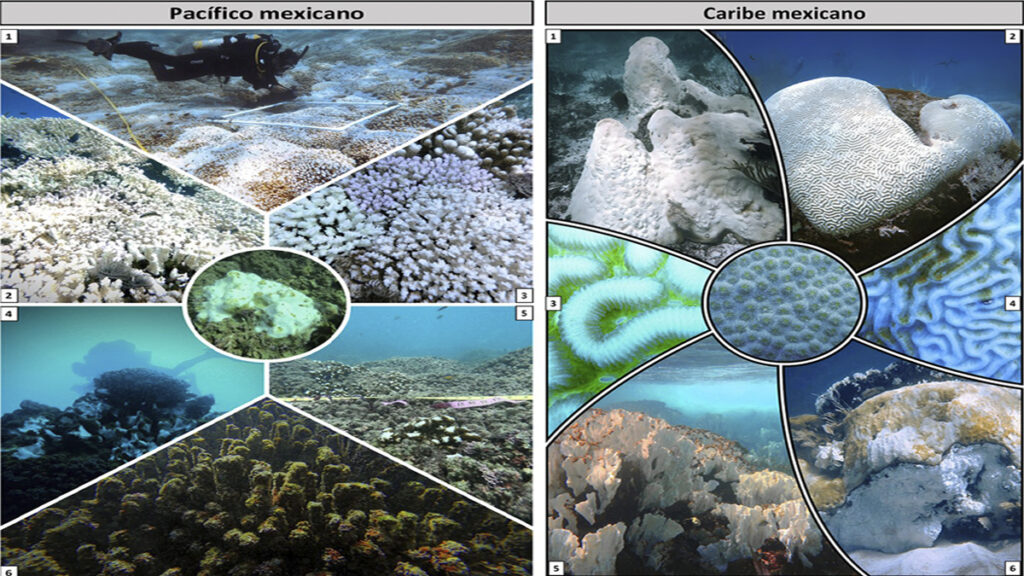 Denuncian muerte masiva de corales en México por altas temperaturas - blanqueamiento-de-corales-en-mexico-1024x576