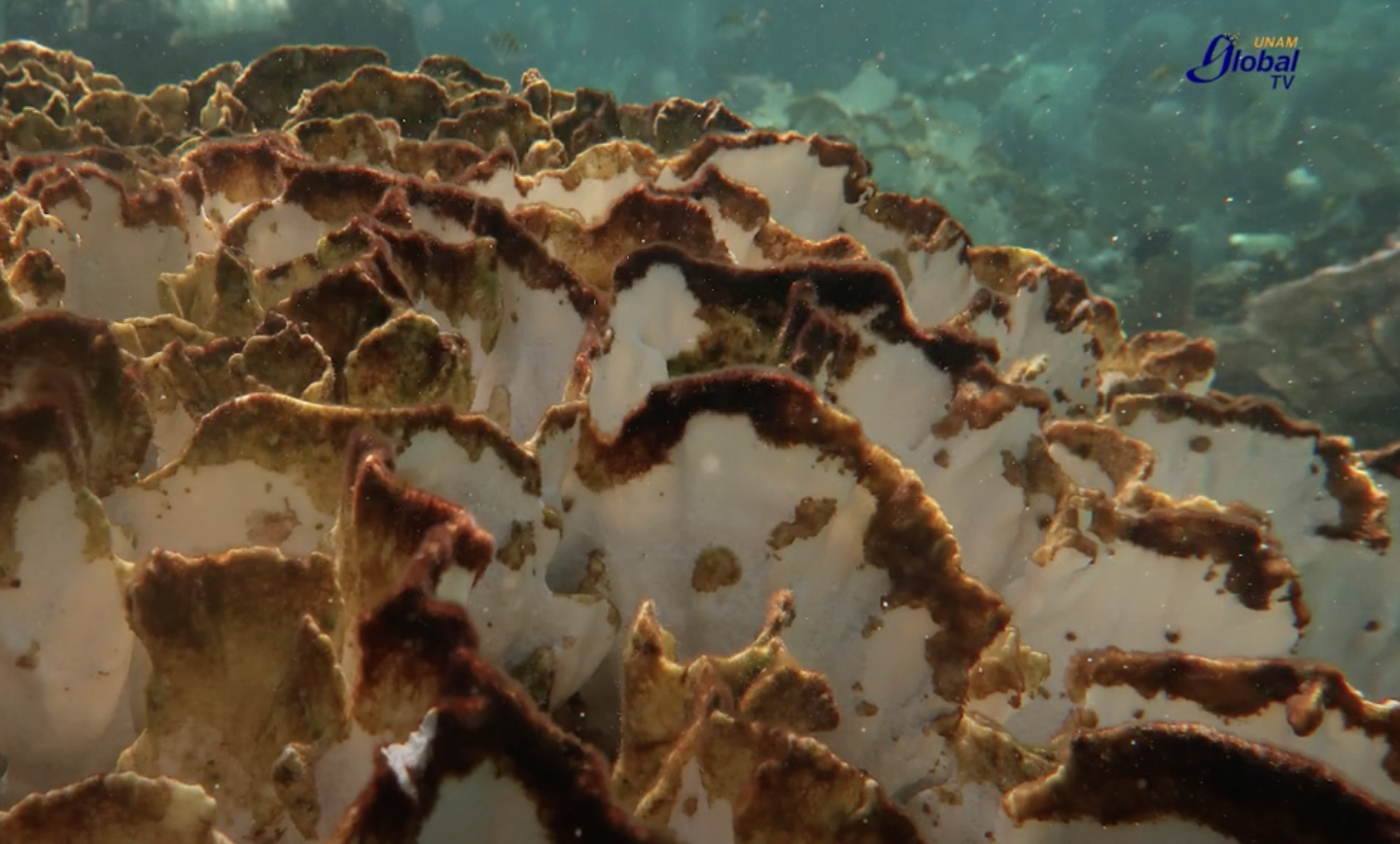 Corales enfrentan su peor crisis por el cambio climático Corales enfrentan su peor crisis por el cambio climático