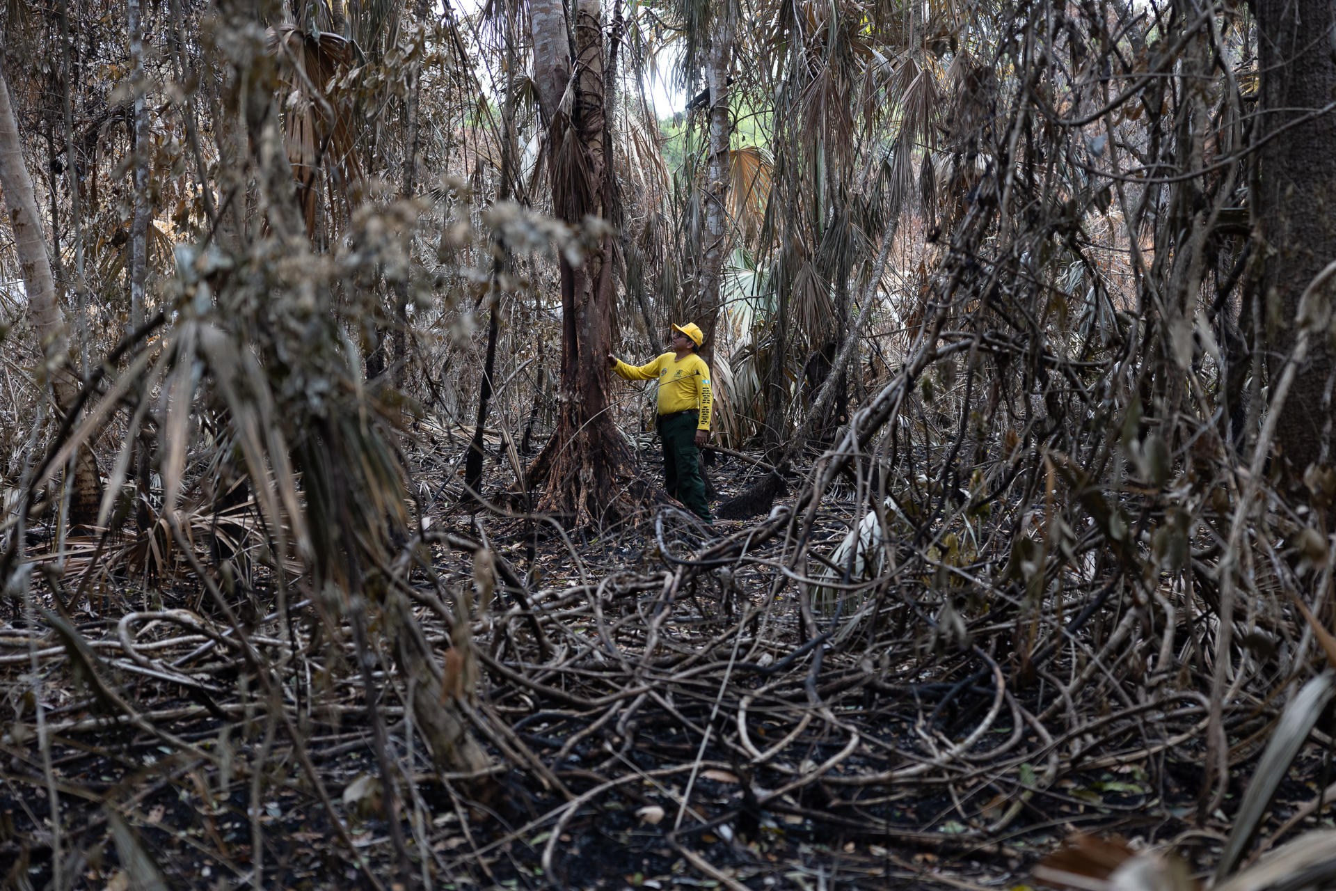 Incendios en Guatemala arrasaron con la selva maya; “la cicatriz es enorme” Incendios en Guatemala arrasaron con la selva maya; “la cicatriz es enorme”