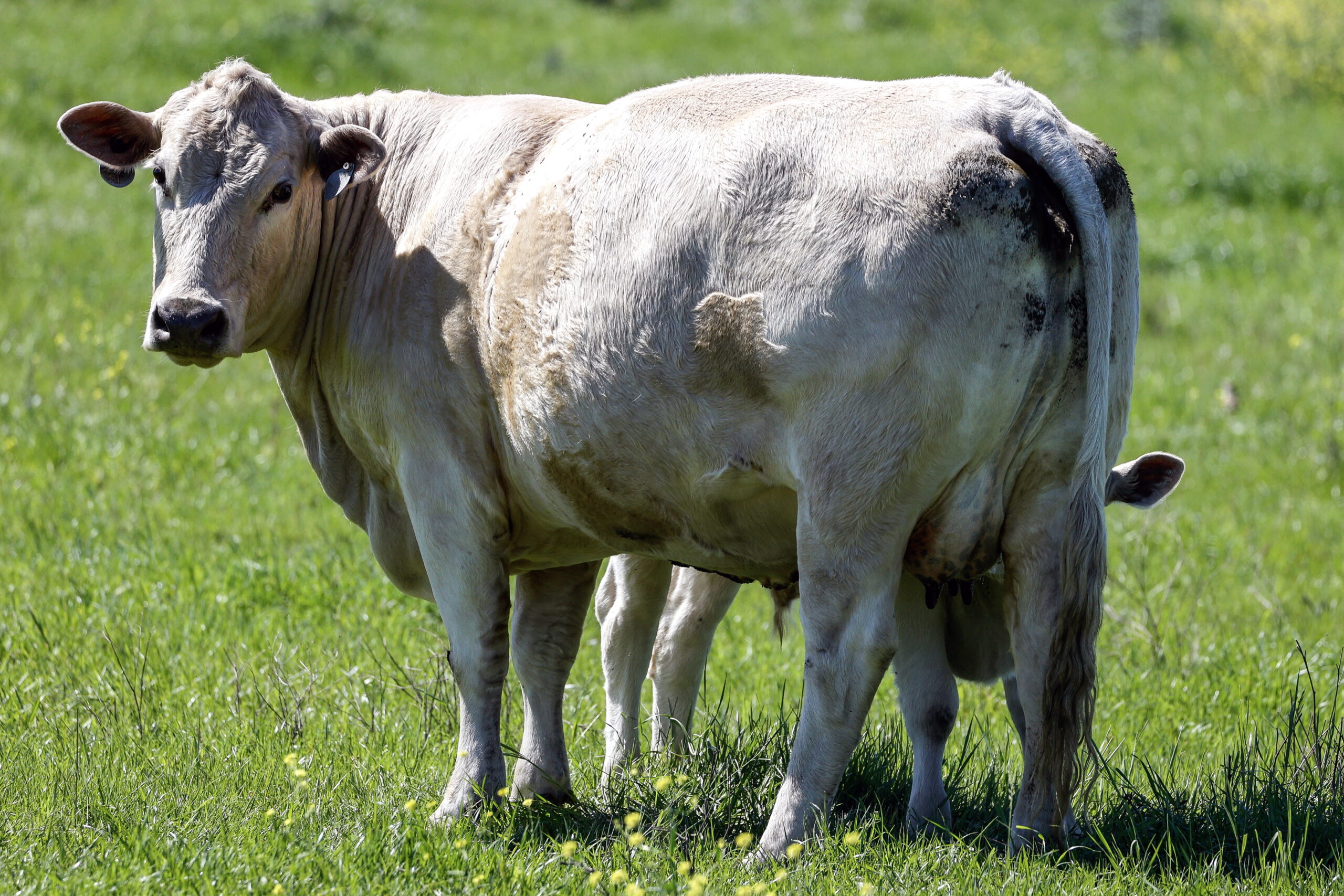 Hasta un 10 por ciento de las vacas en Colorado muestra síntomas de gripe aviar