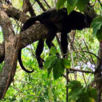 Suman 220 monos muertos en el sureste de México por el calor
