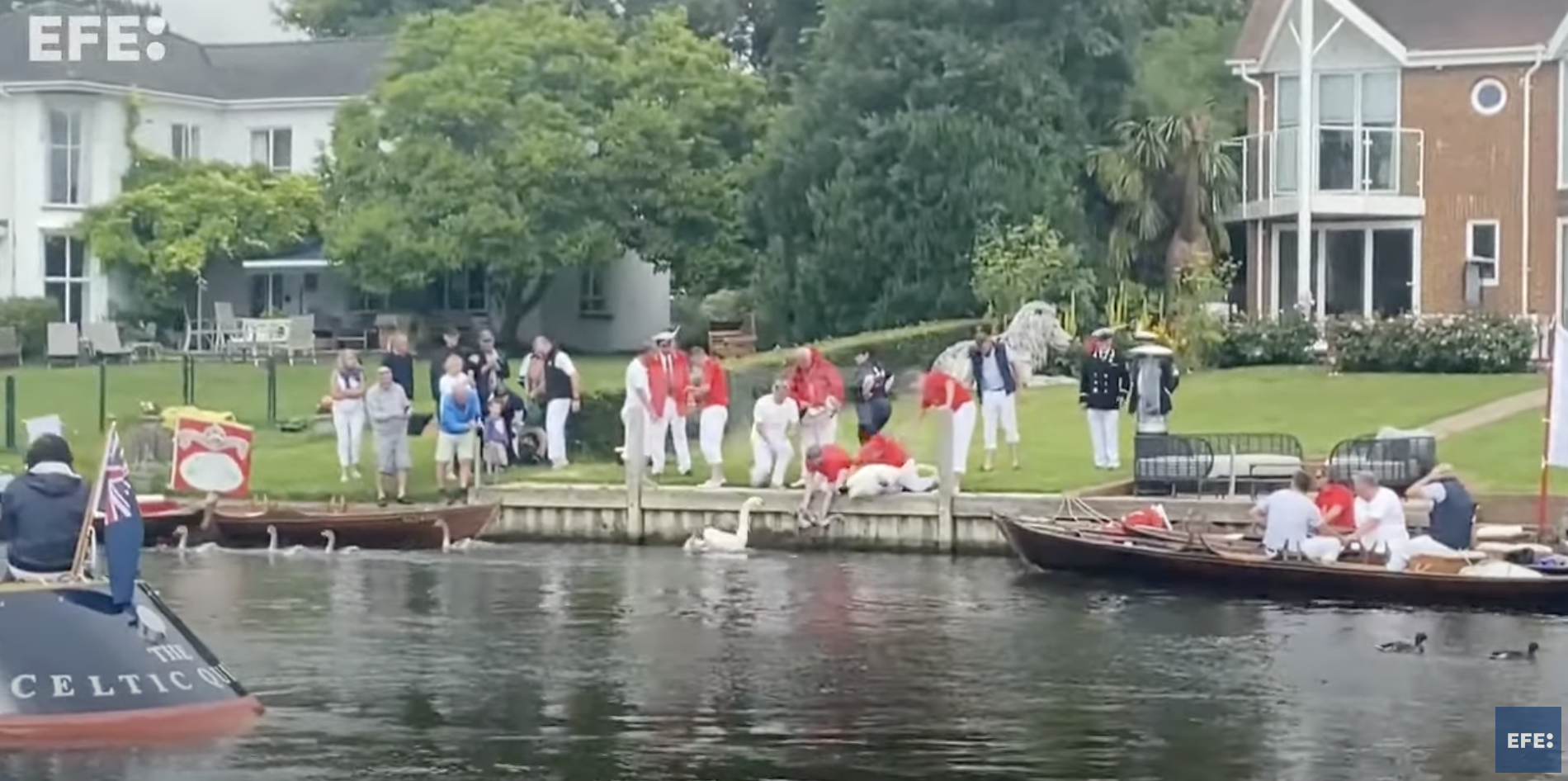 Las inundaciones dejan huella en el recuento anual de los cisnes del río Támesis