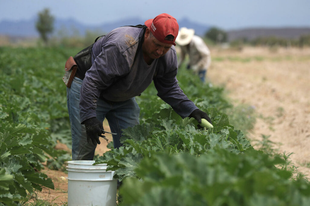 Agricultores alertan por crisis en campo ante la revisión anual del T-MEC