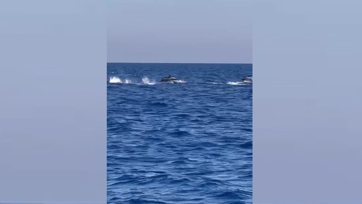 #Video Avistan a 200 delfines en el Mediterráneo #Video Avistan a 200 delfines en el Mediterráneo