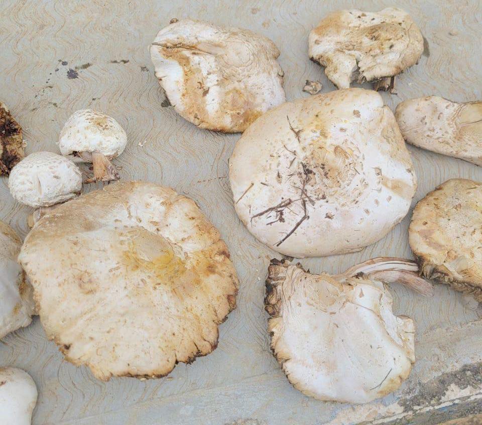 Familia se intoxica en Chiapas por comer hongos silvestres