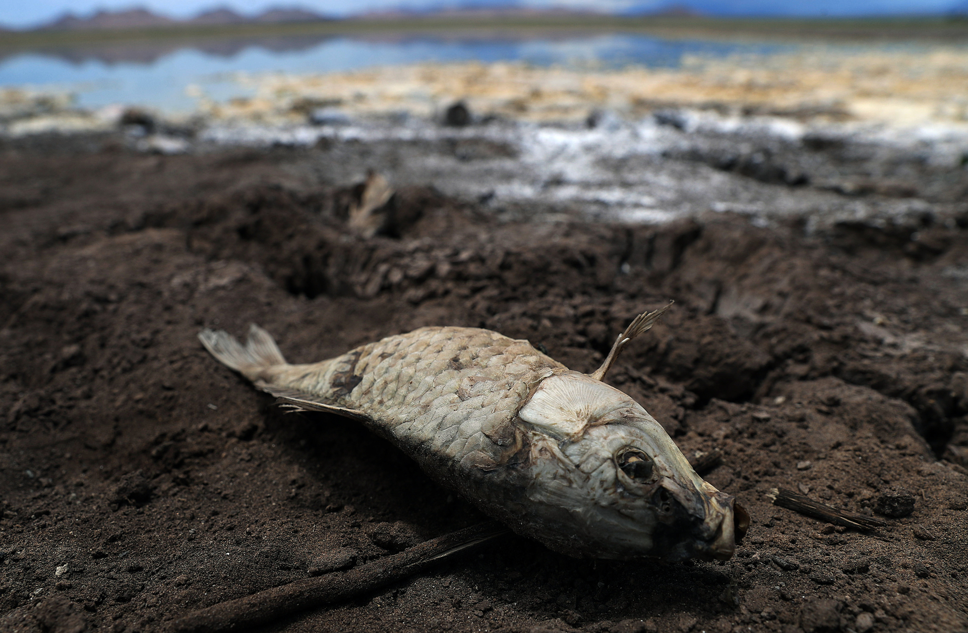 La falta de lluvia seca tres lagunas en el norte México y mata a miles de peces
